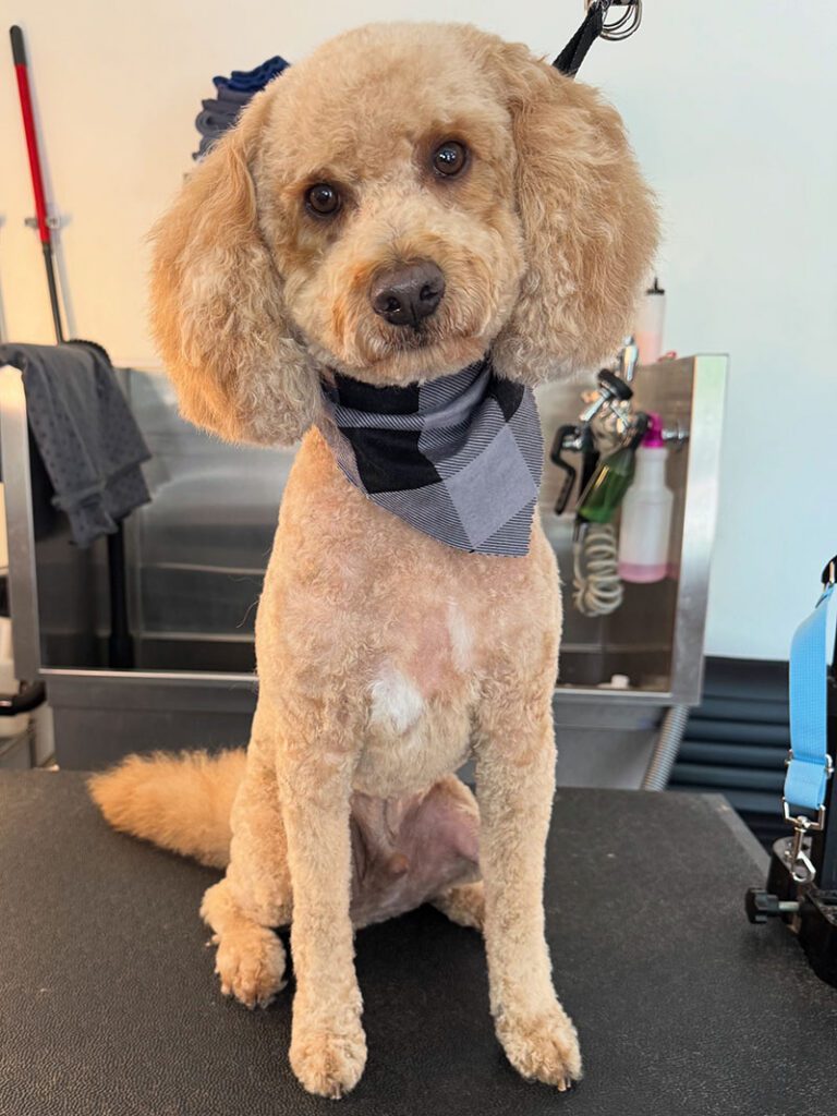 A tan dog with a gray bandana and new haircut
