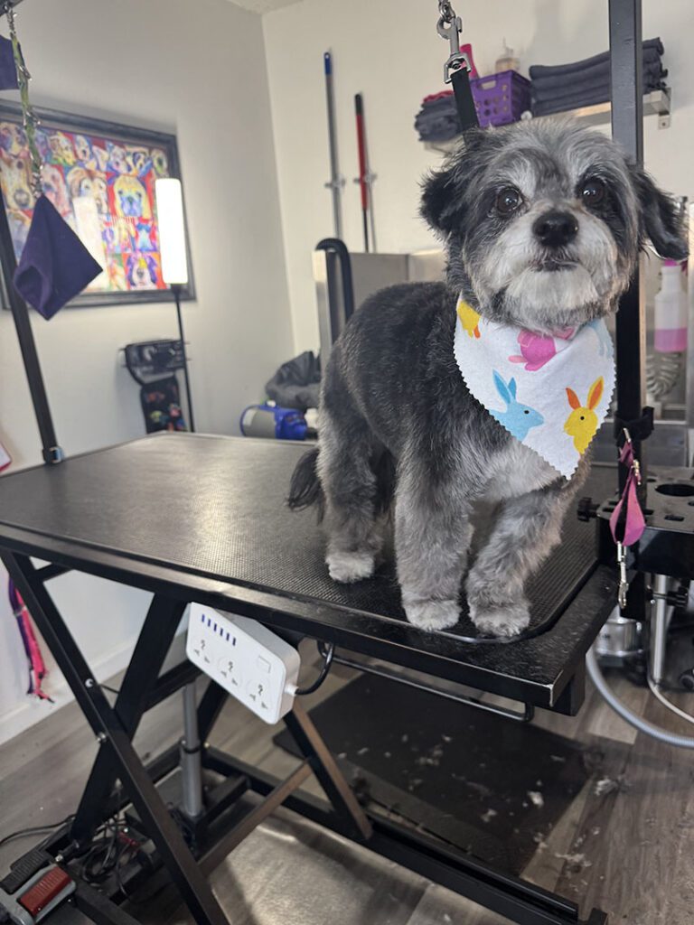 A little dog stands for a pic of its new haircut