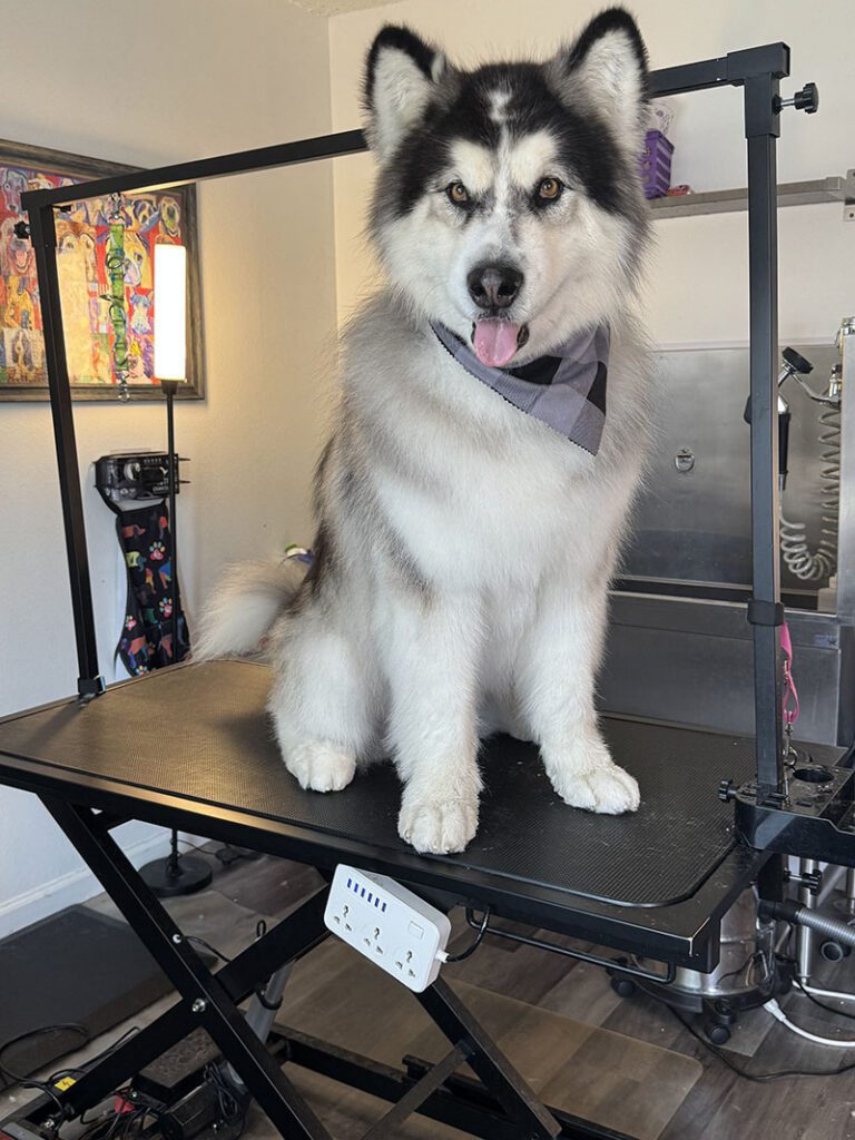 A large husky poses for a picture of its new haircut