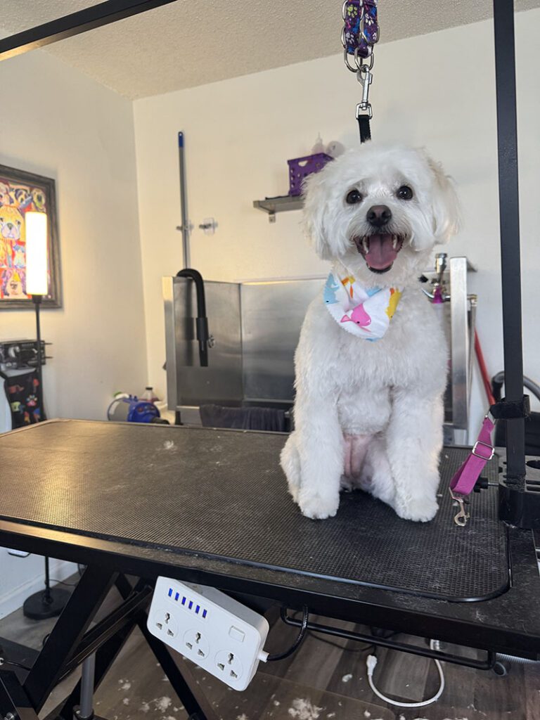 A happy white dog likes its haircut and new bandana