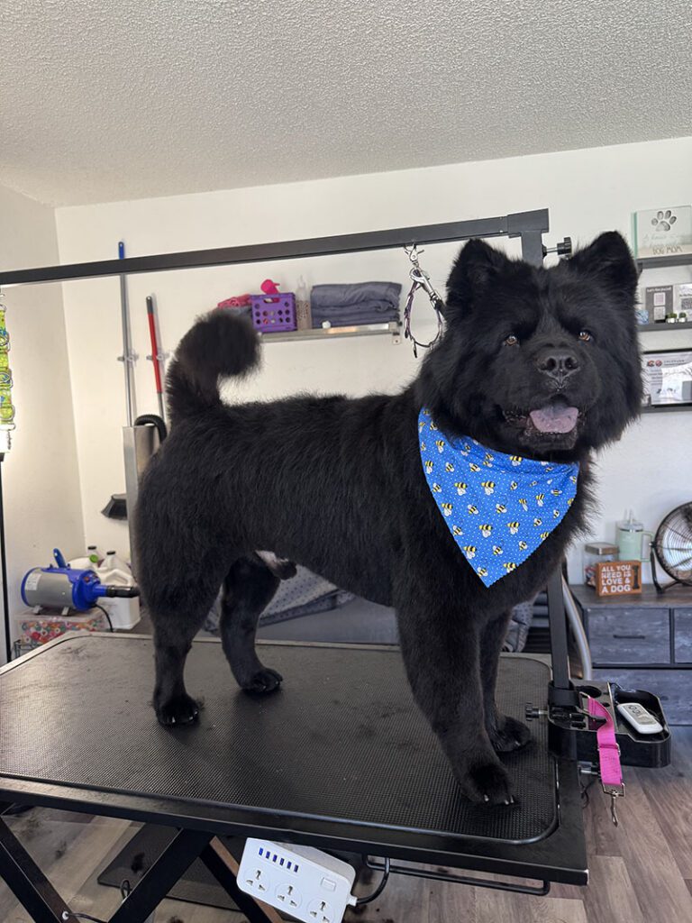 A large black dog with a nice new haircut