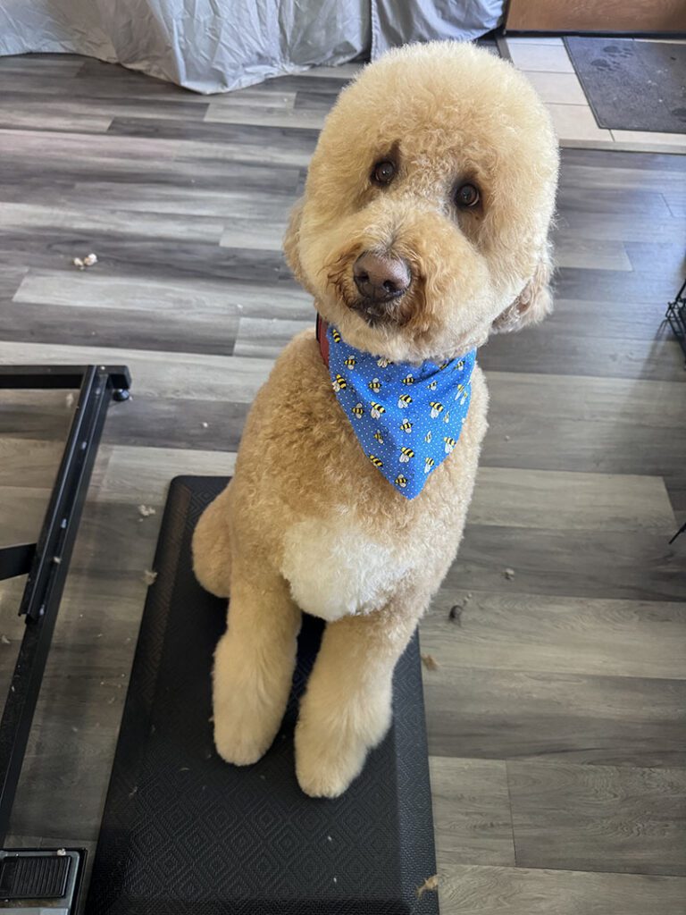 A poodle with a new haircut