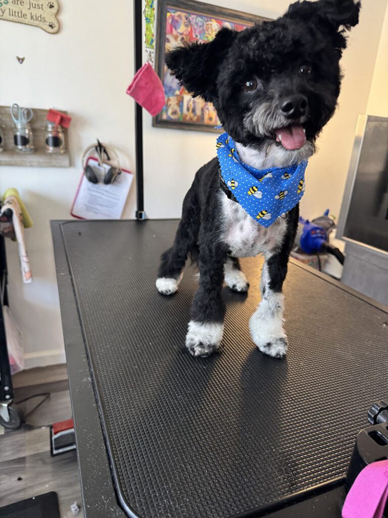 A happy black dog with a new bandana and short hair