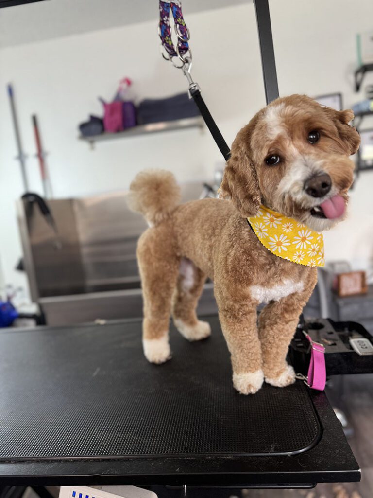 A happy dog likes its short hair style