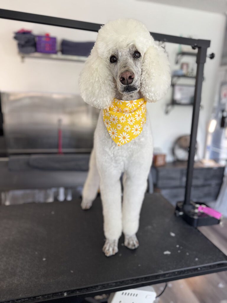A white poodle gets a new haircut and yellow bandana