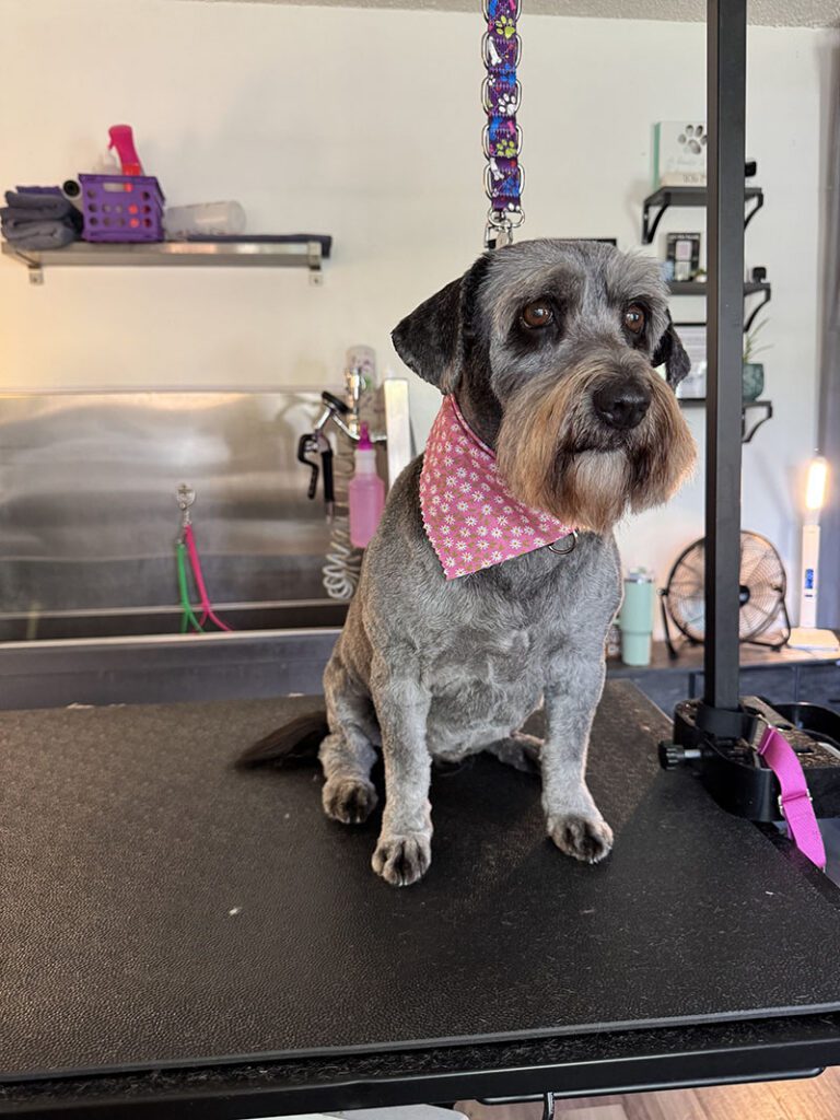 A good dog sits on a grooming table at The Pet Parlor
