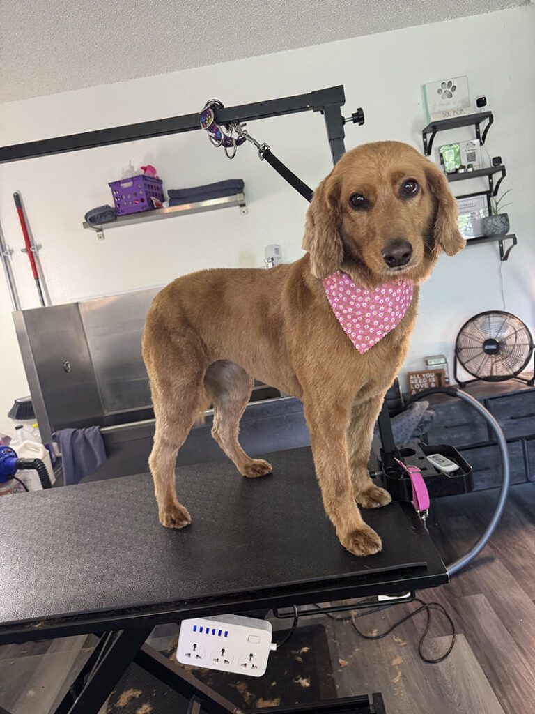 A brown dog sports a pink bandana and short haircut