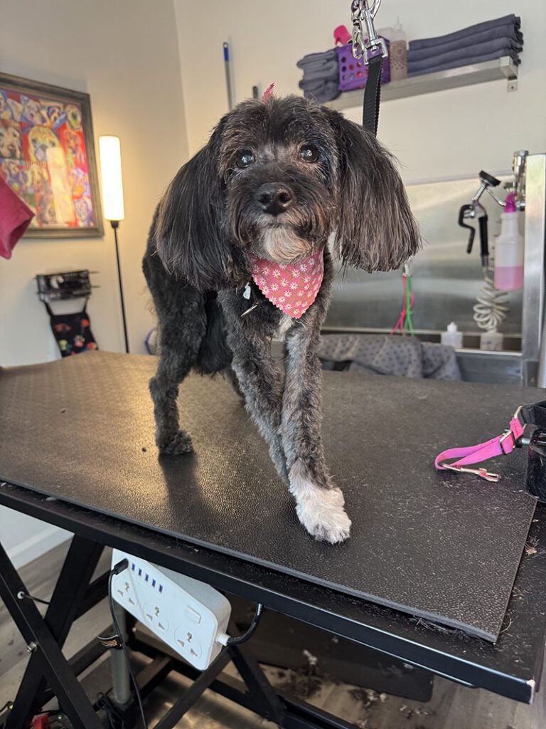 A little dog stands for a picture after getting its hair cut