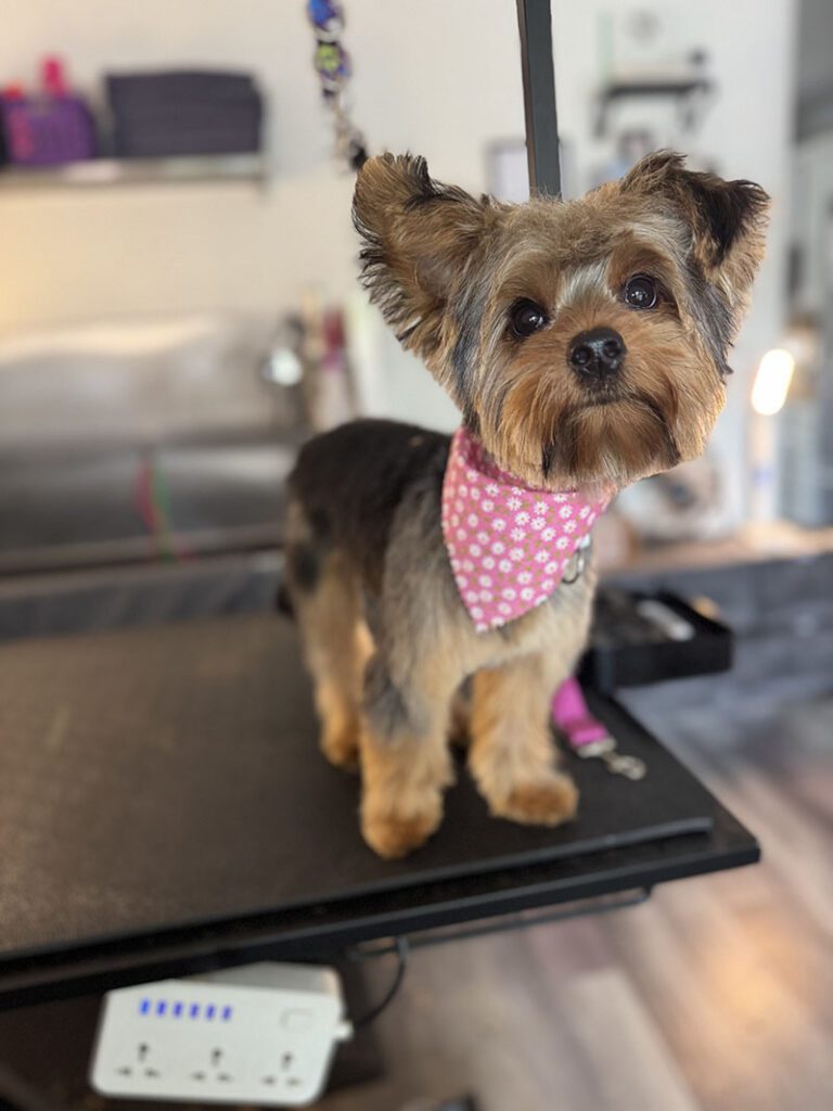 A little dog with a pink bandana and clean hair style