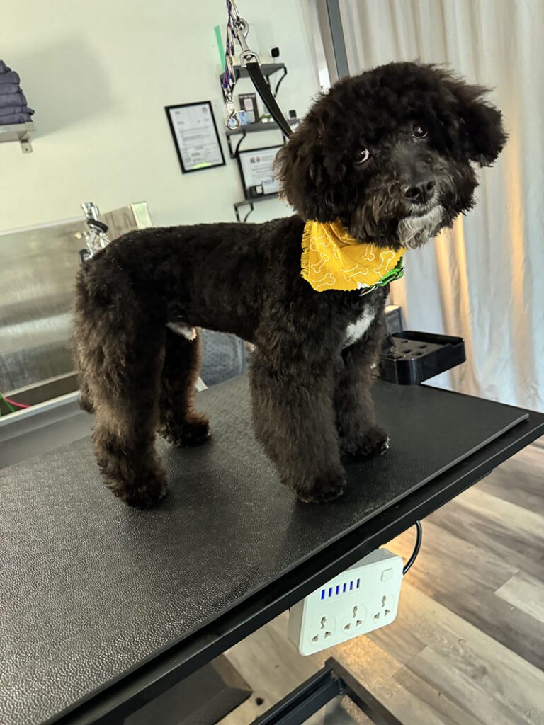 A black dog with a short hair cut and a new bandana