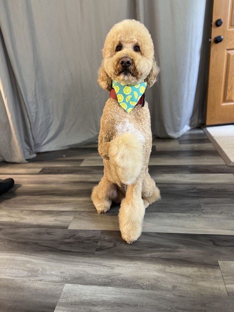 A poodle poses for a picture after grooming
