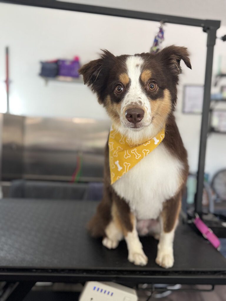 An aussie with a yellow bandana and fresh hairdo