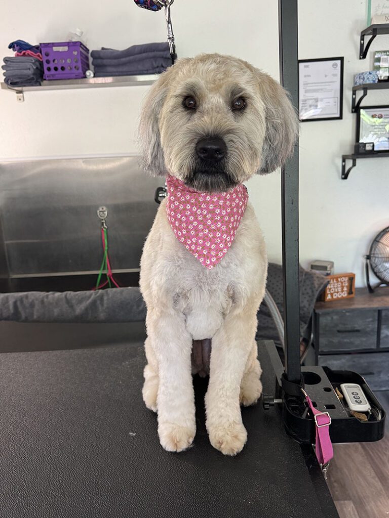 A dog with a new pink bandana and fresh hair style