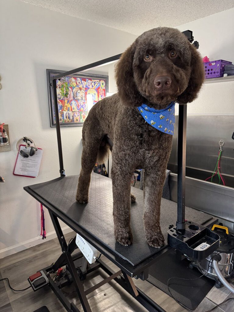 A large brown dog with a new haircut and bandana