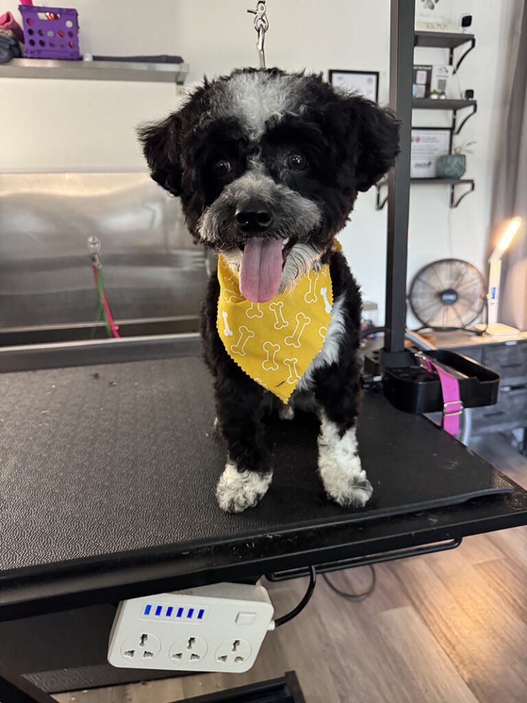 A happy black dog sports a yellow bandana and a new hair style