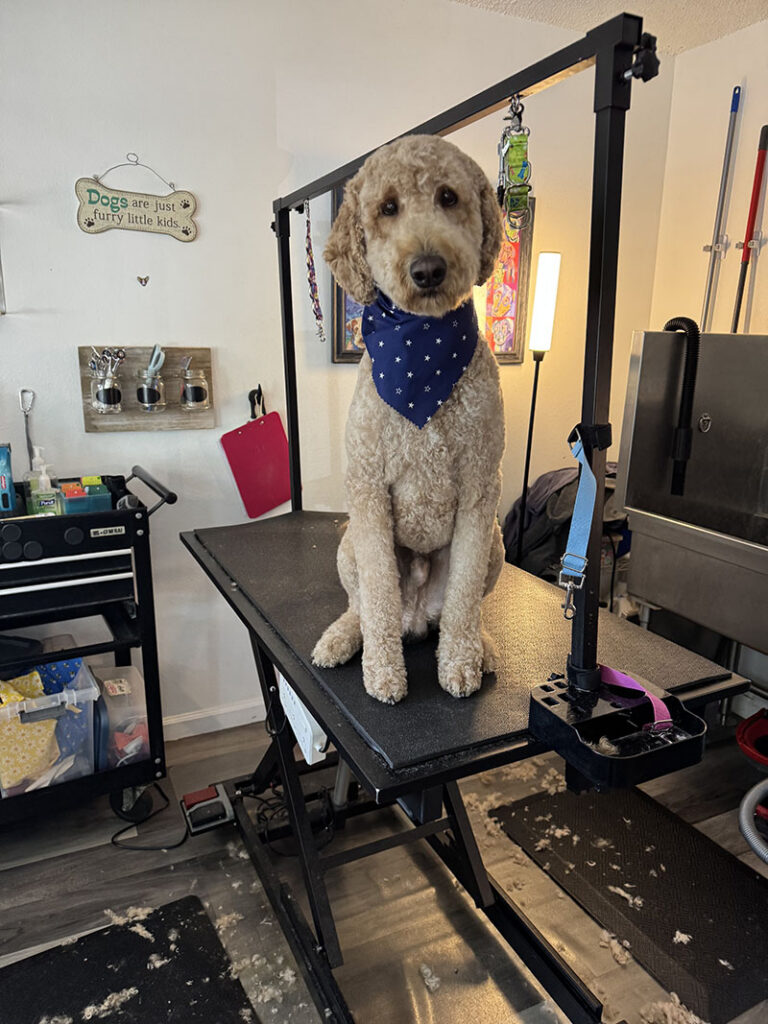 A doodle sits after a haircut