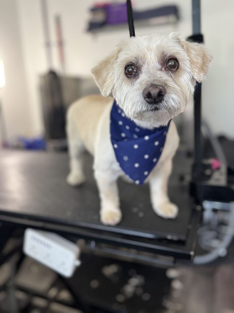 A dog standing up with a blue bandana and nice haircut