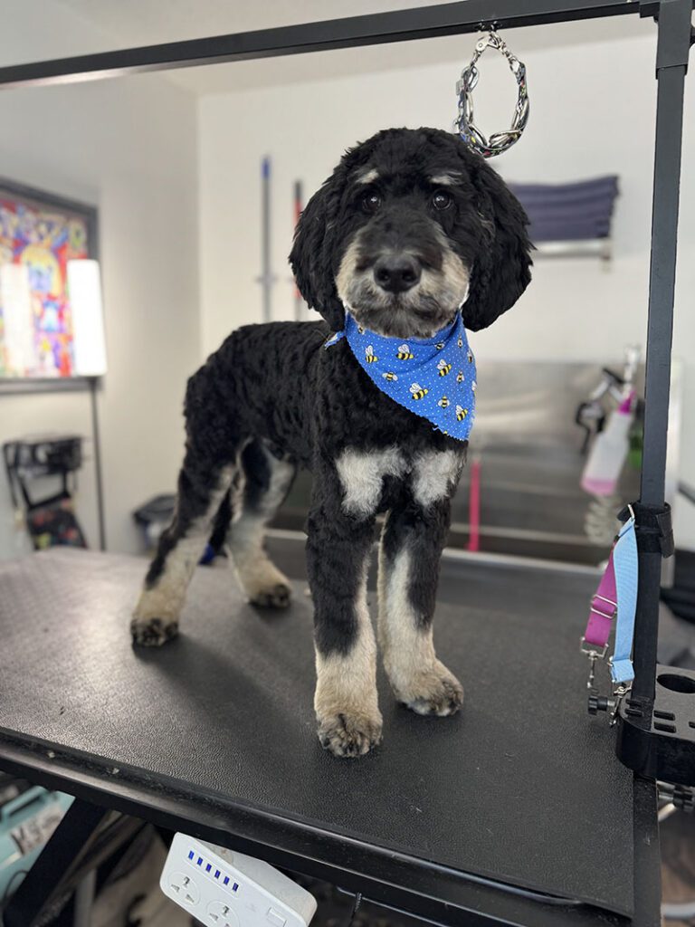 A black dog with a blue bandana and a new haircut