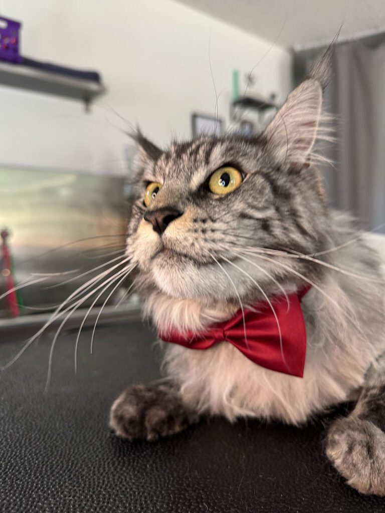 A closeup of a cat with a bowtie and a new haircut