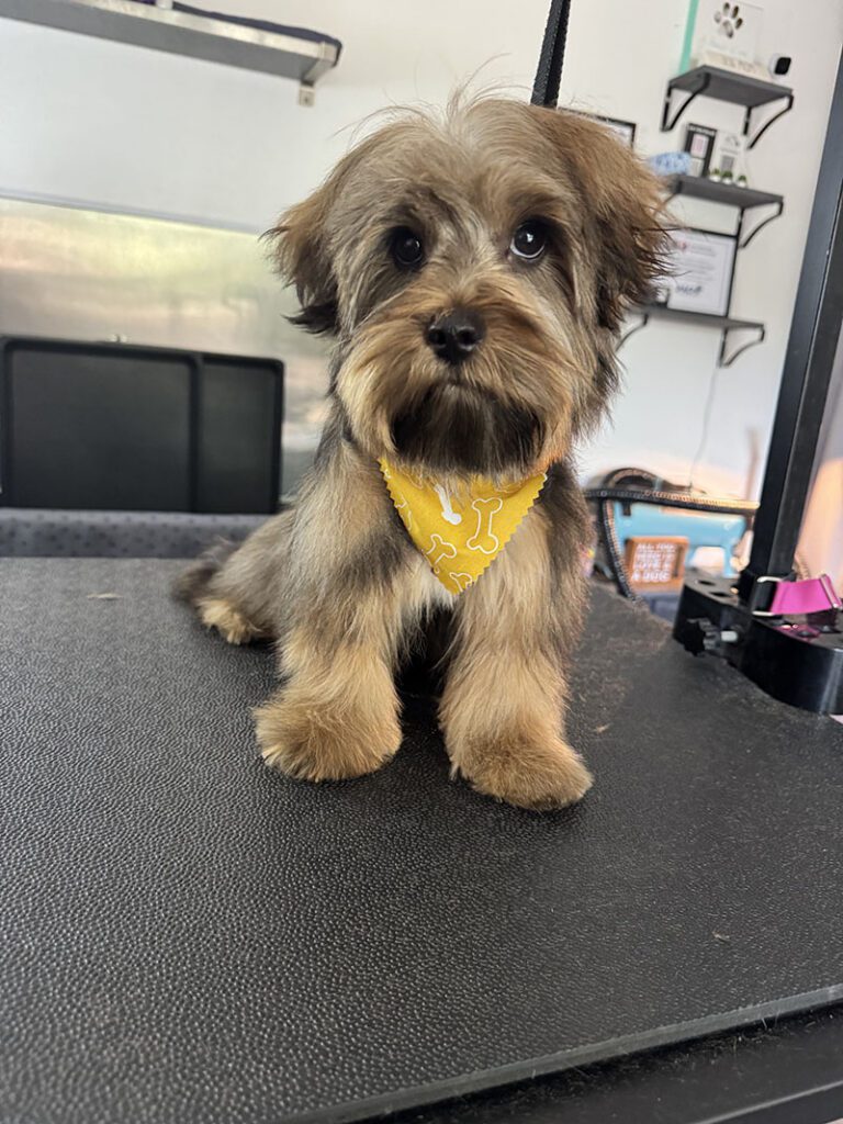 A dog with a new yellow bandana and a fresh hairstyle