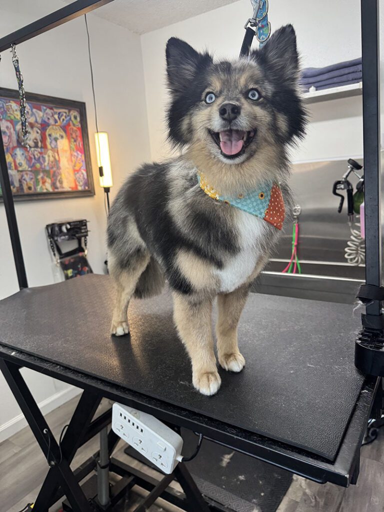 A happy dog standing on a grooming table after a haircut