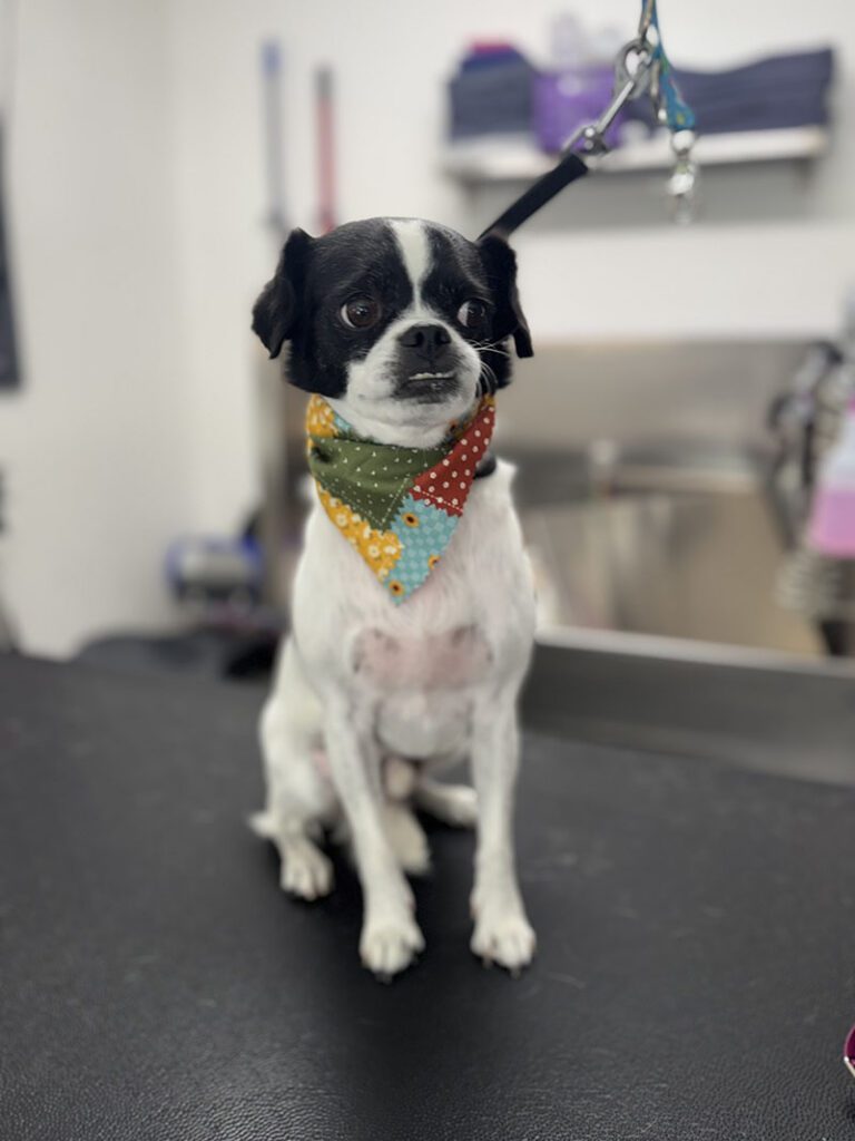 A little dog sitting after a hair styling