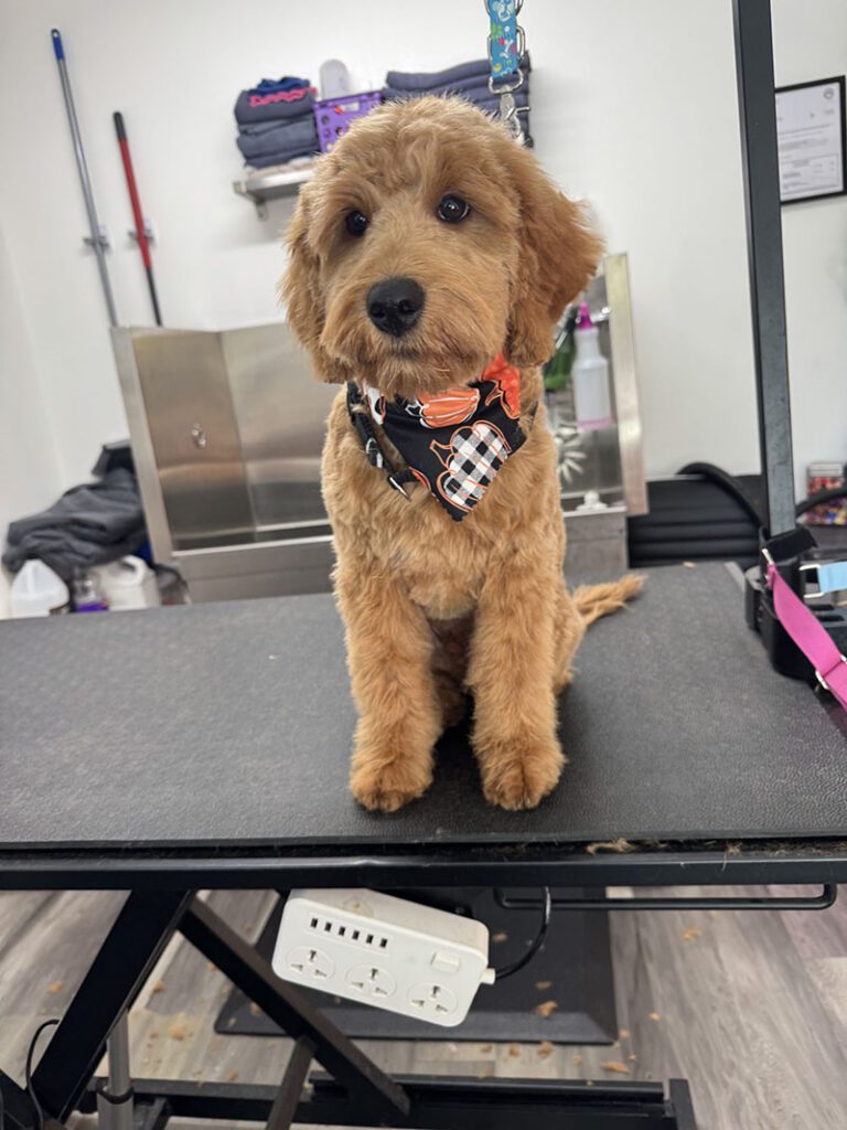 A brown dog sits with a new haircut and bandana