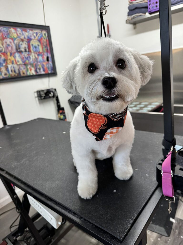 A little happy dog with a new hair style from The Pet Parlor