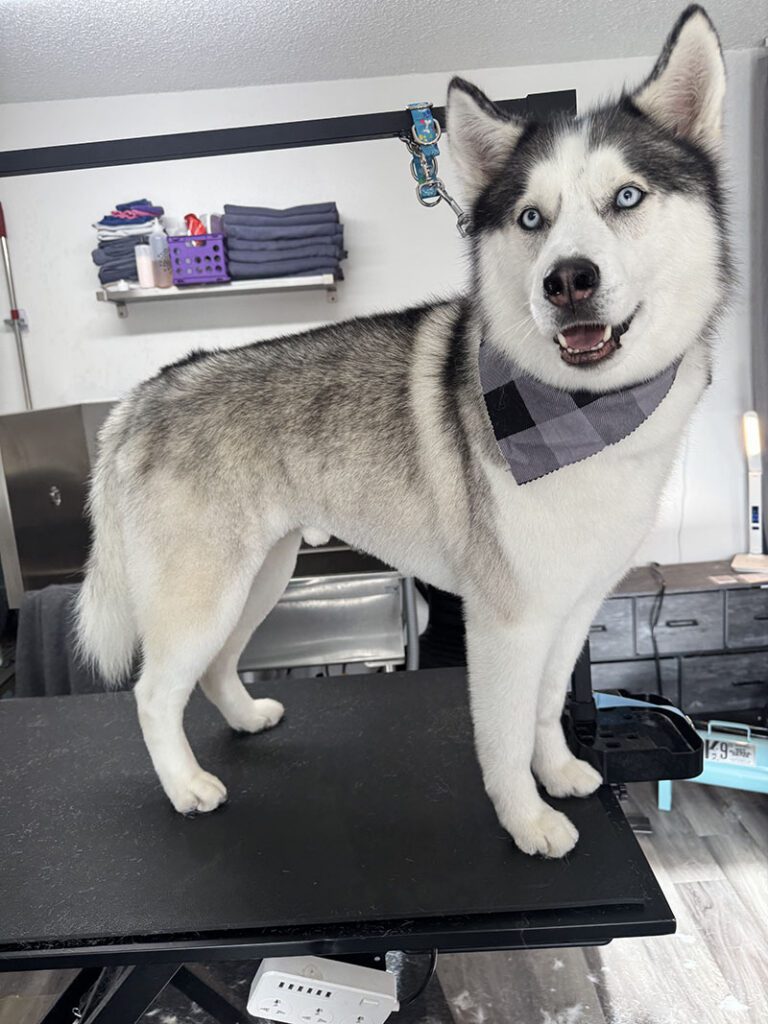 A husky with a fresh haircut