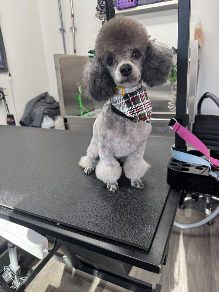 A new haircut for a gray poodle