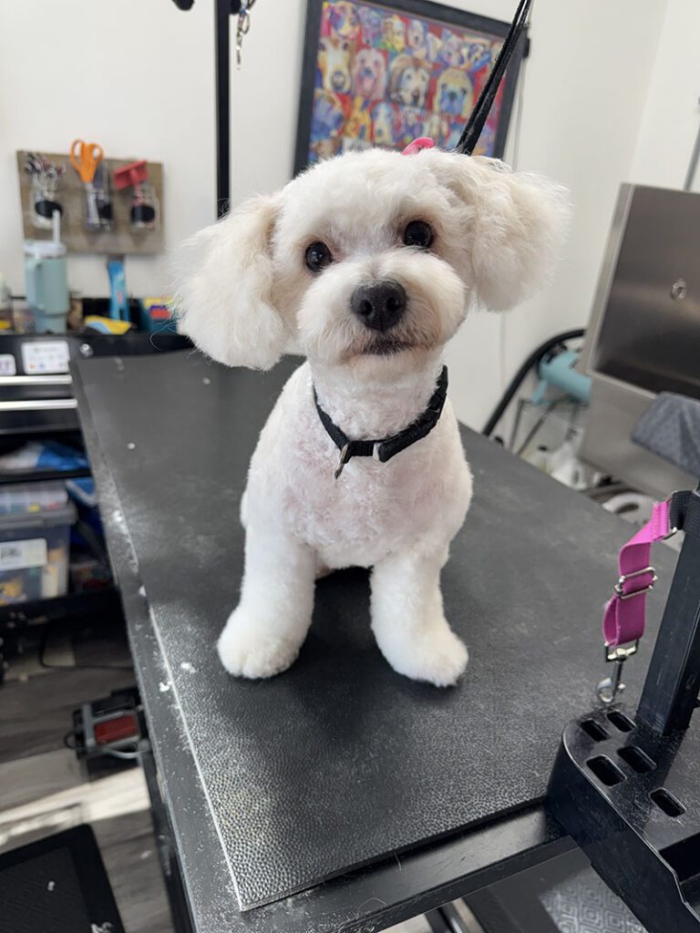 A white dog sits on a grooming table after a haircut