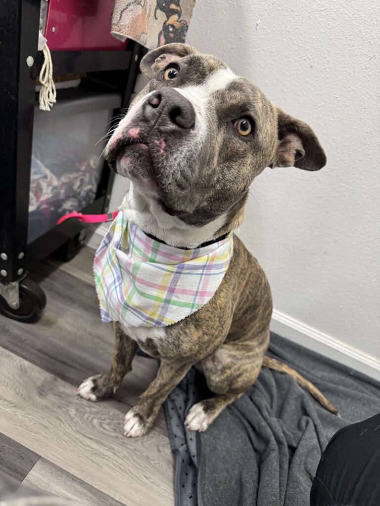 A good dog sits after being groomed