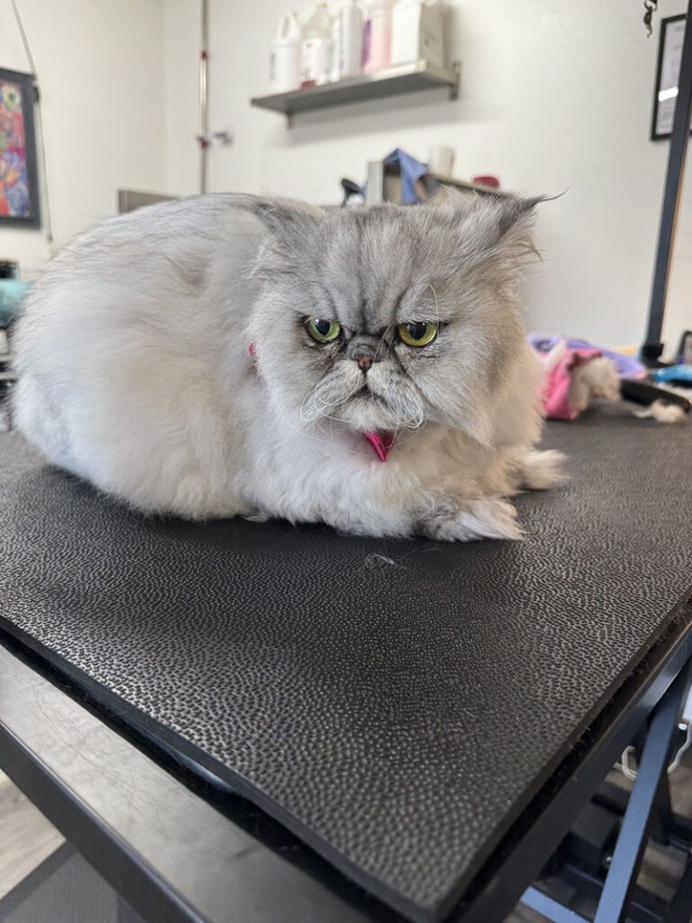 A grumpy gray cat after a grooming