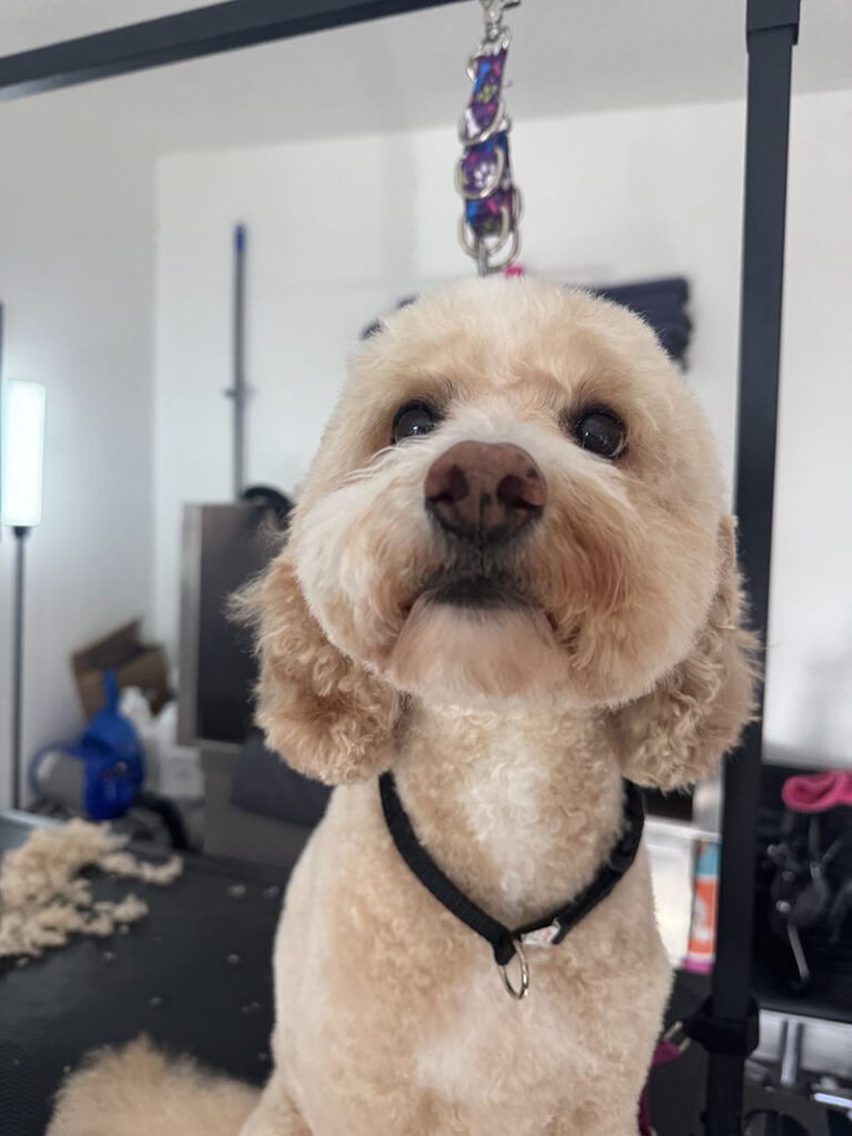 A tan dog closeup after a haircut