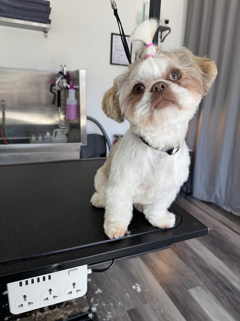 A little white dog after a new haircut with its hair up
