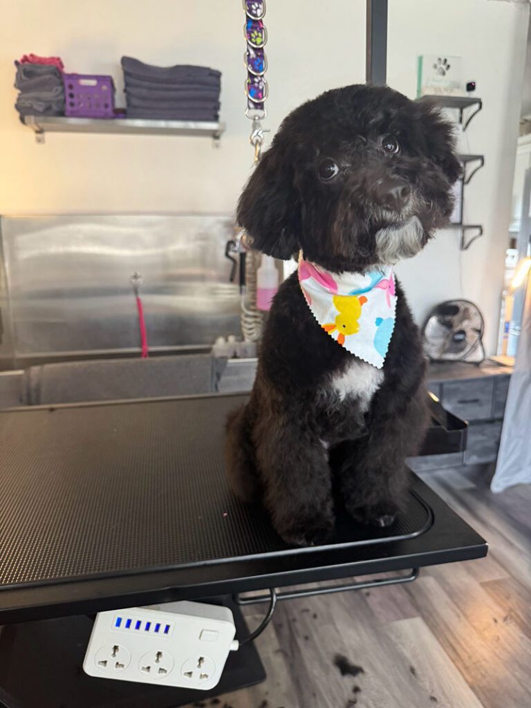 A little black dog posing after a groom