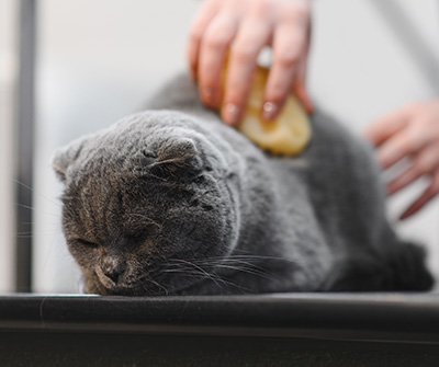 Feline grooming