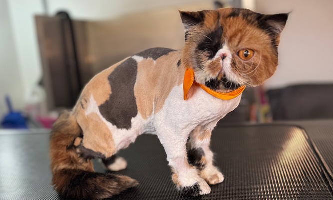 A persian cat with a short haircut and orange bowtie