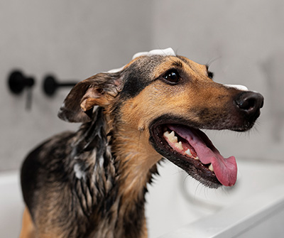 Luxury bath and brush service