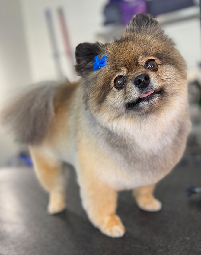 A little dog with a clean haircut and bow in its hair