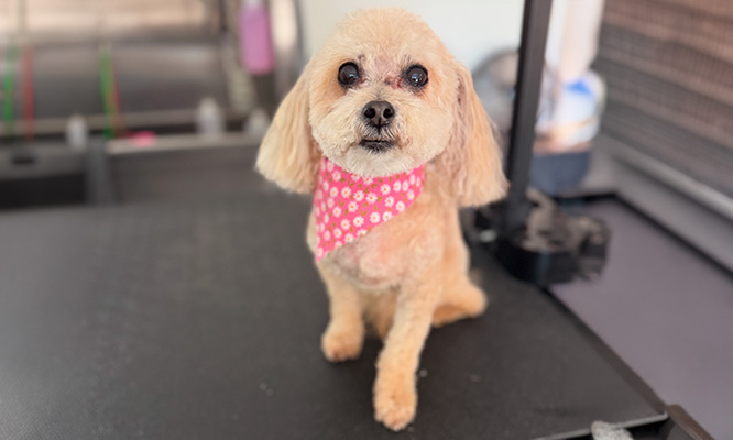 A little dog with a clean hairstyle and new bandana