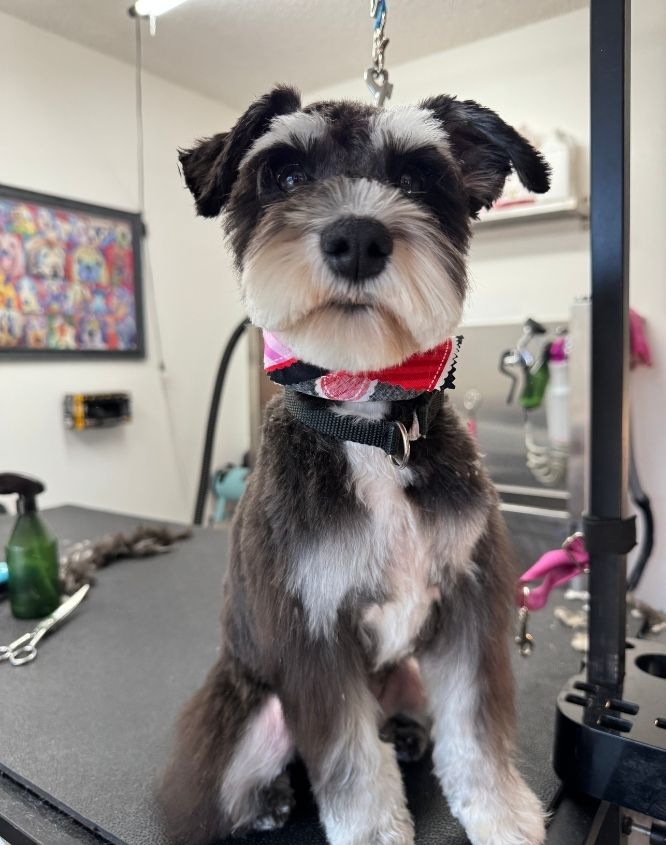 A furry puppy in a grooming table