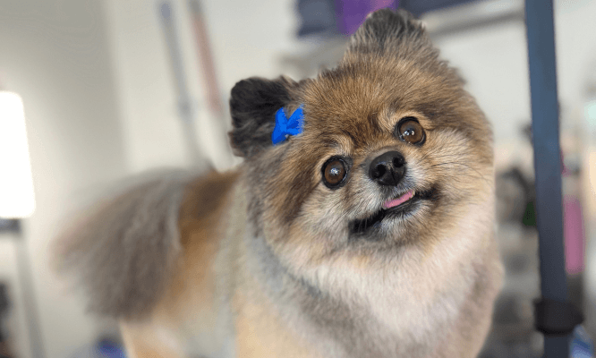 A small dog sits on a grooming table