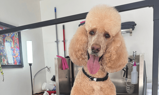 Apricot poodle sitting at a pet grooming salon